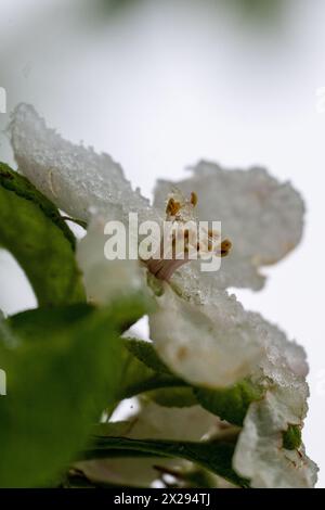 21 avril 2024, Bavière, Wüstenwelsberg : des cristaux de glace reposent sur la fleur d'un pommier. Le temps reste changeant. Les producteurs de fruits craignent pour leur récolte en raison de la nouvelle vague de froid. Photo : Pia Bayer/dpa Banque D'Images