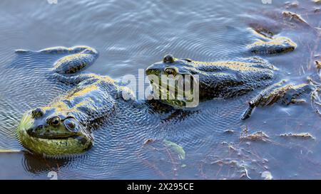 Deux mâles Adult Bullfrog américains croisant et se battant pour le territoire. Ed Levin County Park, comté de Santa Clara, Californie. Banque D'Images