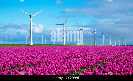 Un champ vibrant de tulipes danse dans le vent, avec des moulins à vent debout en arrière-plan contre un ciel bleu clair. Éoliennes dans le Noordoostpolder pays-Bas Banque D'Images