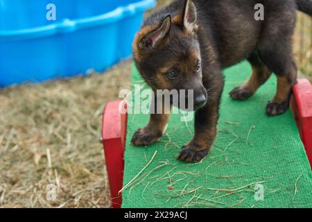 Beaux chiots bergers allemands jouant dans leur course sur un après-midi de printemps ensoleillé à Skaraborg Suède Banque D'Images