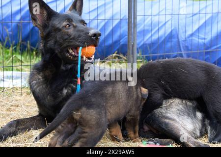 Beaux chiots bergers allemands jouant dans leur course sur un après-midi de printemps ensoleillé à Skaraborg Suède Banque D'Images