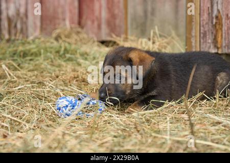 Beaux chiots bergers allemands jouant dans leur course sur un après-midi de printemps ensoleillé à Skaraborg Suède Banque D'Images