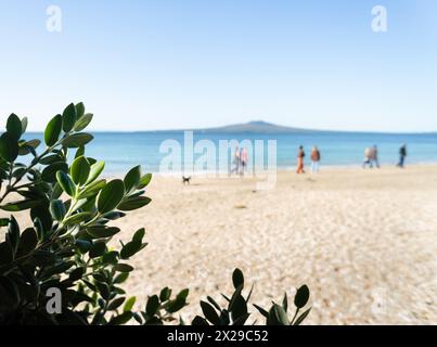 Arbres Pohutukawa encadrant l'île de Rangitoto. Des gens méconnaissables et des chiens marchant sur la plage. Takapuna Beach. Auckland. Banque D'Images