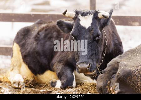 Vache se dresse une clôture dans un paysage enneigé, son souffle visible dans l'air froid Banque D'Images