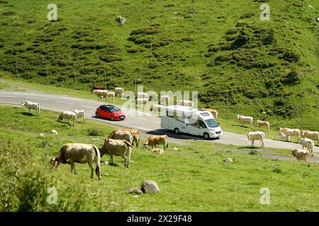 Col du Tourmalet, France - juin 30 2021 : camping-car sur la route du Col du Tourmalet, le plus haut col des Pyrénées, entouré de vaches Banque D'Images