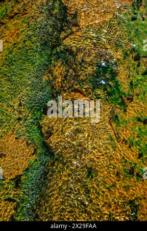 Bath, Royaume-Uni. 20 avril 2024. Les eaux chaudes coulant dans le bain à partir de la source - le Grand bain est une piscine massive, bordée de 45 feuilles de plomb, et remplie d'eau chaude de spa. Il se trouvait autrefois dans une énorme salle voûtée en tonneau qui atteignait une hauteur de 20 mètres. Le bain est de 1,6 mètres de profondeur, ce qui était idéal pour la baignade, et il a des marches menant vers le bas de tous les côtés. Les visiteurs des thermes romains apprécient le temps estival alors qu'il retourne brièvement à Bath. Crédit : Guy Bell/Alamy Live News Banque D'Images