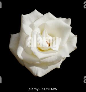 Fleur de rose blanche entièrement ouverte, isolée sur fond noir Banque D'Images