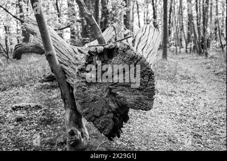 Brighton UK - Une tempête a endommagé un arbre tombé Stanmer Park Great Wood juste au nord de Brighton par un matin ensoleillé après de récentes tempêtes : crédit Simon Dack Banque D'Images