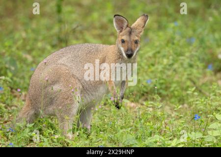 Wallaby à cou rouge (Notamacropus rufogriseus) Bennetts wallaby marsupial de taille moyenne trouvé dans les parties orientales de l'Australie Banque D'Images