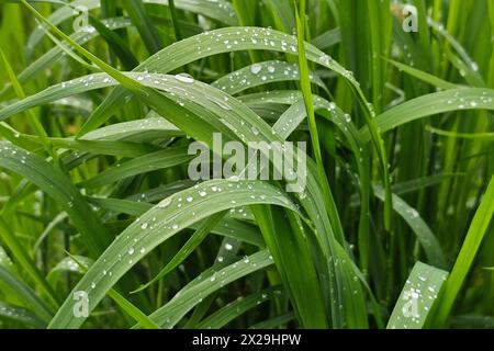 Oberirsen Themenfoto : Natur, Pflanzen, Graeser, gras, Regen, 21.04.2024 Wassertropfen auf Grashalmen Themenfoto : Natur, Pflanzen, Graeser, gras, Regen, 21.04.2024 *** Oberirsen thème photo nature, plantes, raisins, herbe, pluie, 21 04 2024 gouttes d'eau sur brins d'herbe thème photo nature, plantes, raisins, herbe, pluie, 21 04 2024 Copyright : xAugstx/xEibner-Pressefotox EP jat Banque D'Images