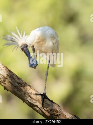 Royal Spoonbill ( Platalea regia) en couleurs d'élevage yeux rouges couvercle jaune long bec en forme de cuillère noire debout sur une jambe preening. Banque D'Images