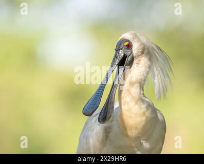 Royal Spoonbill ( Platalea regia) en couleurs d'élevage rouge oeil jaune couvercle long bec en forme de cuillère noire. Banque D'Images