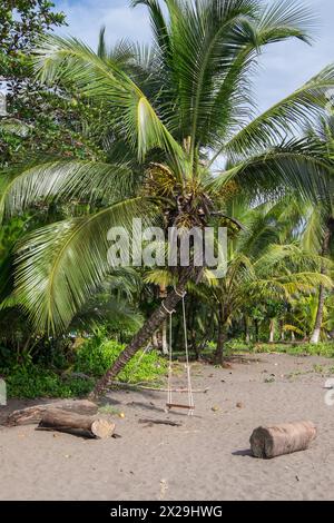 Palmera en una playa de la costa de Tortuguero, Costa Rica Banque D'Images