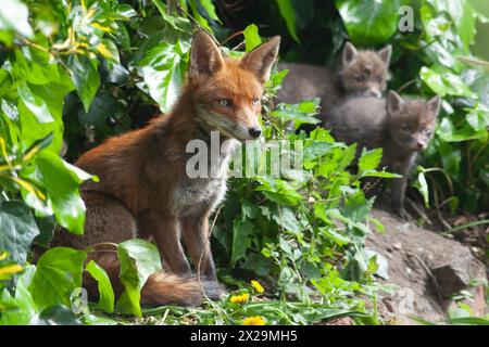 Météo britannique : Londres, 20 avril 2024 : le soleil du printemps fait sortir les petits renards de leur tanière, surveillés de près par leur mère. Le vixen est régulièrement vu dans ce jardin à Clapham. Sa portée de cinq oursons est née le mois dernier, mais elle n'a commencé que récemment à s'aventurer dehors. Crédit : Anna Watson/Alamy Live News Banque D'Images