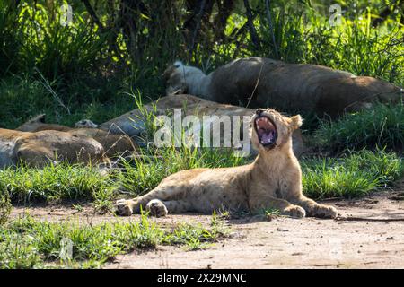 Lion femelle bâillant, Serengeti, Tanzanie Banque D'Images