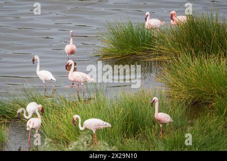 Flamants roses dans le parc national d'Arusha, Tanzanie Banque D'Images