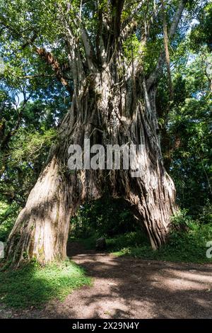 Figuier dans le parc national d'Arusha, Tanzanie Banque D'Images