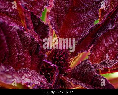 Une image se concentrant sur la texture détaillée des feuilles rouge foncé. Banque D'Images