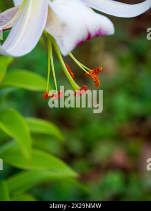 Une image en gros plan d'un lis blanc avec des étamines rouges proéminentes et des feuilles vertes, dégageant une ambiance sereine et naturelle, parfait pour le contenu lié à la nature Banque D'Images