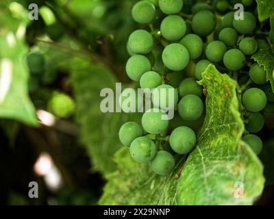 Grappes de raisin vertes sur une vigne, entourées de feuilles, représentant le début du processus de vinification. Banque D'Images