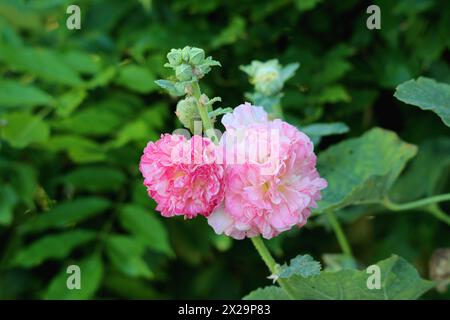 Plante ornementale à fleurs dicotylédones ornementales Hollyhock ou Alcea rosea commune avec fleurs à fleurs à couches denses ouvertes de lumière à rose foncé et boutons floraux fermés Banque D'Images