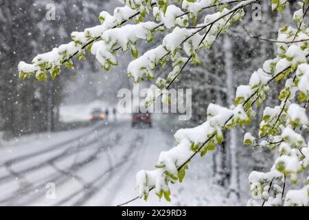 Schneefälle im Taunus Starke Schneefälle haben im Taunus am Vormittag zu erheblichen Behinderungen geführt. Rund um den Großen Feldberg im Taunus fielen in wenigen Stunden knapp 10 cm Schnee., Schmitten Hessen Deutschland *** chutes de neige dans le Taunus de fortes chutes de neige dans le Taunus ce matin ont provoqué des obstacles considérables autour du Großer Feldberg dans le Taunus, presque 10 cm de neige sont tombés en quelques heures, Schmitten Hessen Allemagne Banque D'Images