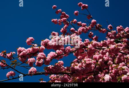 Motif fleurs printanières.Pour les cartes de vœux de pâques et de printemps avec espace de copie.Fleur de cerisier.Cerisier de Satura. Banque D'Images