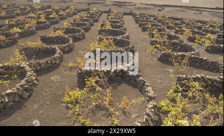 Lanzarote, Îles Canaries. Les agriculteurs cultivent des vignes dans un sol volcanique sec à Lanzarote. De petits murs protègent les vignes des vents du désert Banque D'Images