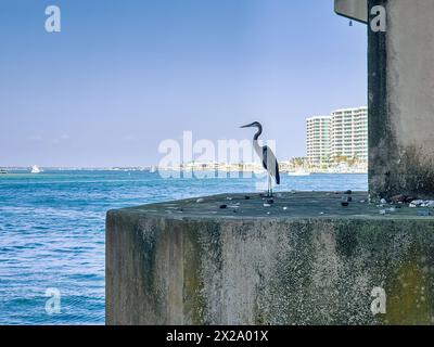 Great Blue Herons au col Perdido à Orange Beach, Alabama Banque D'Images