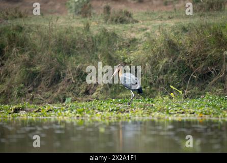 Un adjudant de petite cigogne pataugant parmi les jacinthes d'eau dans la rivière. Banque D'Images