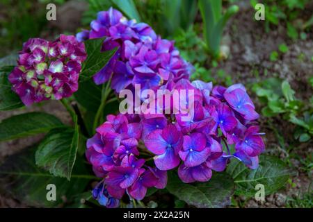 Beau buisson d'hortensia en fleurs avec des fleurs violettes, poussant dans un jardin d'été après la pluie Banque D'Images