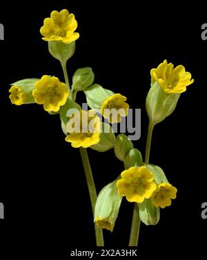 Schluesselblume, Primula veris, officinalis, ist eine Heilpflanze mit schoenen gelben Blueten und waechst Wild. Cowslip, Primula veris, officinalis, i Banque D'Images