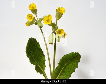 Schluesselblume, Primula veris, officinalis, ist eine Heilpflanze mit schoenen gelben Blueten und waechst Wild. Cowslip, Primula veris, officinalis, i Banque D'Images