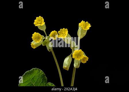 Schluesselblume, Primula veris, officinalis, ist eine Heilpflanze mit schoenen gelben Blueten und waechst Wild. Cowslip, Primula veris, officinalis, i Banque D'Images