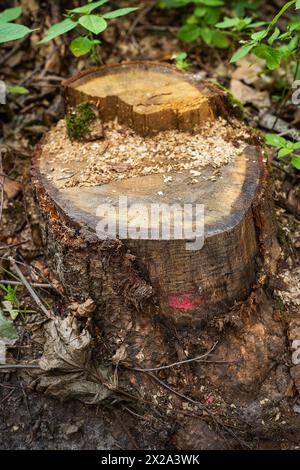 Une souche d'arbre fraîchement coupée avec de la sciure de bois, entourée de verdure Banque D'Images