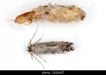 Nemapogon granella (ver européen des céréales ou teigne européenne des céréales) est une espèce de teigne tinéoïde. Papa et cocon et pupa abandonnée. Isolé sur un blanc. Banque D'Images