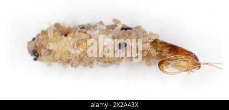 Nemapogon granella (ver européen des céréales ou teigne européenne des céréales) est une espèce de teigne tinéoïde. Cocon et pupe abandonnée. Isolé sur un fond blanc Banque D'Images