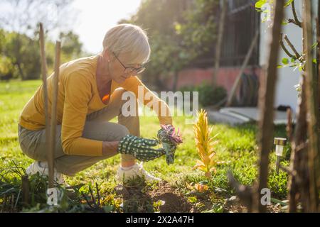 Heureuse femme âgée jardinant dans sa cour. Elle plante une fleur. Banque D'Images