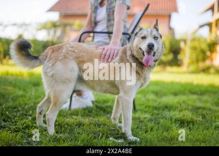 Portrait de beau chien Husky avec hétérochromie profiter dans la cour avec la femme senior son propriétaire. Banque D'Images