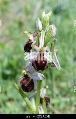 Orchidées d'abeilles de Morisi (Ophrys morisii), Orchidaceae. Herbe vivace bulbeuse, orchidée spontanée, plante sauvage. Archipel Toscane, Italie Banque D'Images