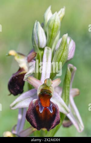 Orchidées d'abeilles de Morisi (Ophrys morisii), Orchidaceae. Herbe vivace bulbeuse, orchidée spontanée, plante sauvage. Archipel Toscane, Italie Banque D'Images