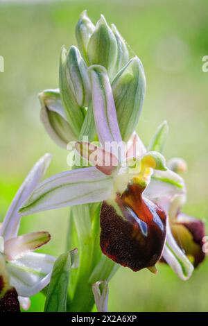 Orchidées d'abeilles de Morisi (Ophrys morisii), Orchidaceae. Herbe vivace bulbeuse, orchidée spontanée, plante sauvage. Archipel Toscane, Italie Banque D'Images