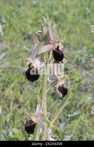 Orchidées d'abeilles de Morisi (Ophrys morisii), Orchidaceae. Herbe vivace bulbeuse, orchidée spontanée, plante sauvage. Archipel Toscane, Italie Banque D'Images