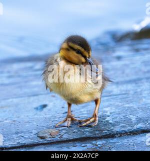 Mignon canard colvert nouveau-né en gros plan à l'étang de canards du parc (Anas platyrhynchos) Banque D'Images