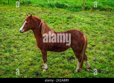 Un poney gallois. Banque D'Images