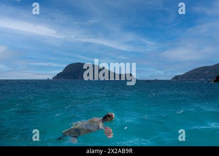 Tortue de mer caouanne repérée nageant à Marathonisi également connue sous le nom d'île de la tortue caouanne dans la baie de laganas célèbre pour l'élevage de tortues caouannes situé à Zant Banque D'Images