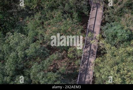 Vue aérienne d'un beau pont suspendu en bois au milieu de la forêt entouré d'une forêt verdoyante par un matin ensoleillé. Lumière du soleil thro Banque D'Images