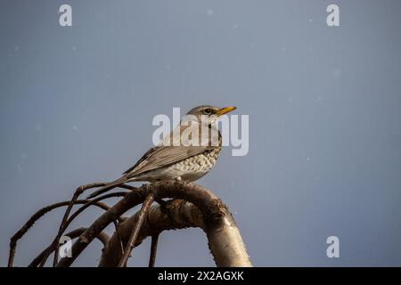 Song Thrush (Turdus philocomelos) assis sur une branche Banque D'Images