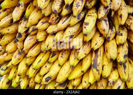 Banane, Pueblito Paisa, Cerro Nutibara, Medellin, Antioquia, Colombie, Amérique du Sud Banque D'Images