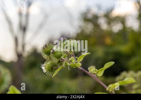 Gros plan - fraises épines vertes - tige avec de jeunes feuilles - soupçon de fleurs violettes - fond flou naturel. Prise à Toronto, Canada. Banque D'Images